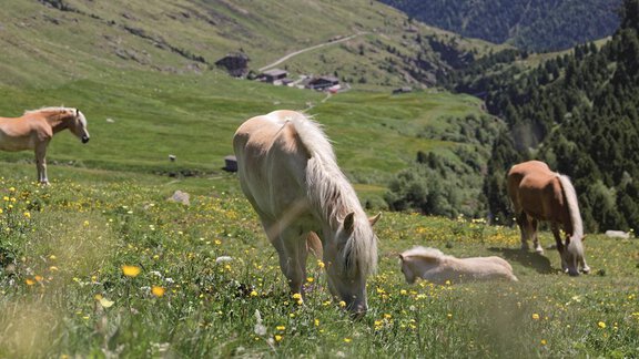 Rofental Pferde - Gasthof Geierwallihof - Vent | © Ötztal Tourismus-Anton Brey