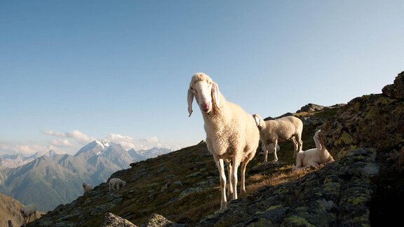 Schafe in den Bergen - Hotel Alt Vent - Tyrol - Vent