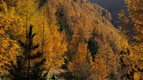 Bike - Haus Holzknecht - Zwieselstein