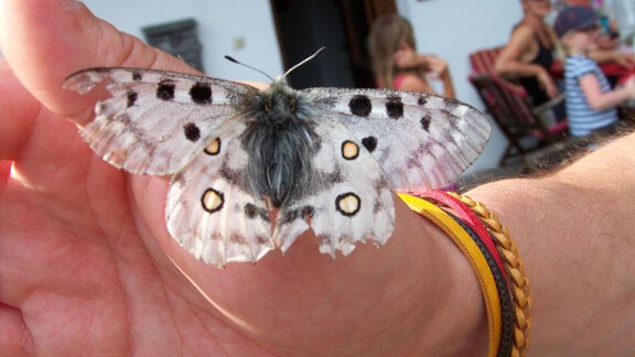 Sonne tanken - Gästehaus Bichl - Niederthai