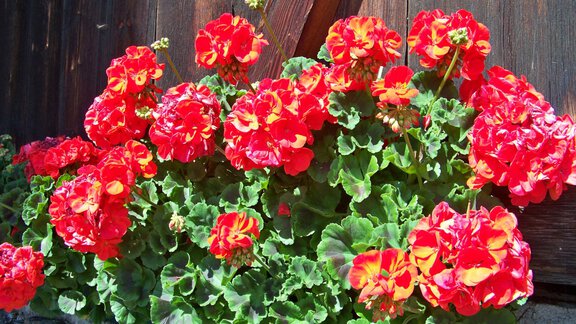 Geranien - Gästehaus Bichl - Niederthai