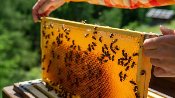 Bienen - Anraitl Appartements Sölden - Sölden