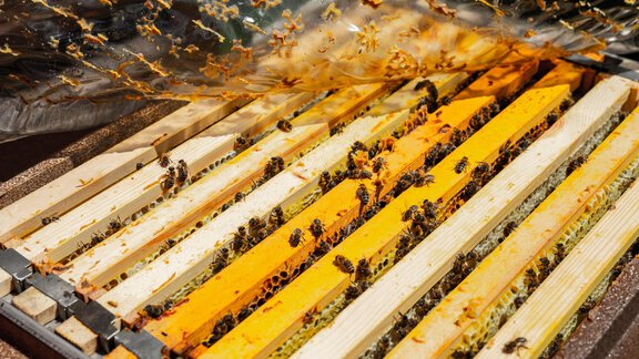 Bienen - Anraitl Appartements Sölden - Sölden