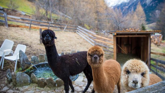 Unsere Alpakas (Momo, Muckl, Jenny) - Brandlehof - Sölden