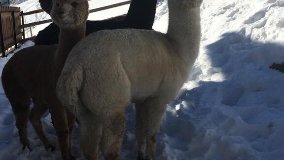 Die Alpakas im Winter - Brandlehof - Sölden