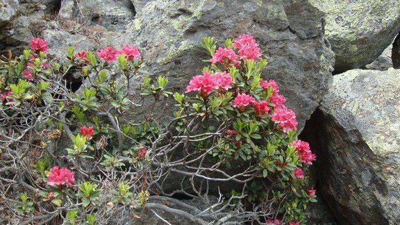 Alpenröschen - Ferienhof Paulelas - Sölden