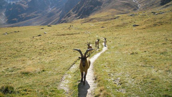 Tierwelt in den Bergen - Ferienhof Paulelas - Sölden