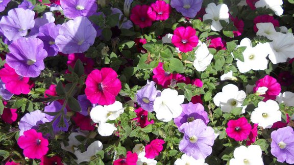 Blumen - Forsthaus Falkner - Sölden