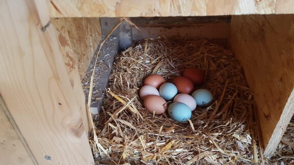frische Eier zum Frühstück? - Granbichlhof - Sölden