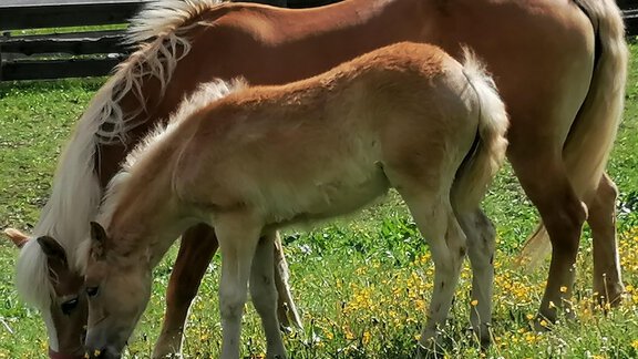 Reitferien Reitunterricht Haflinger Ferienwohnung  - Appartements & Biobauernhof der Veitenhof - Niederthai