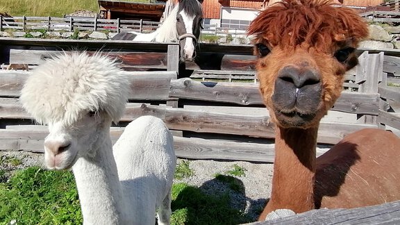 Urlaub am Bauernhof der Veitenhof Streichelzoo - Bio & Reiterhof der Veitenhof - Niederthai
