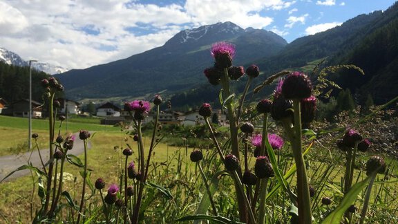 Disteln - Appt. Ideal - Sölden
