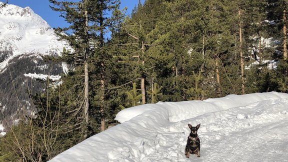 Urlaub mit Hund - Appartement Oskar - Sölden
