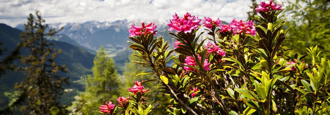 Alpenrose - Appartements Lorenzi - Sölden